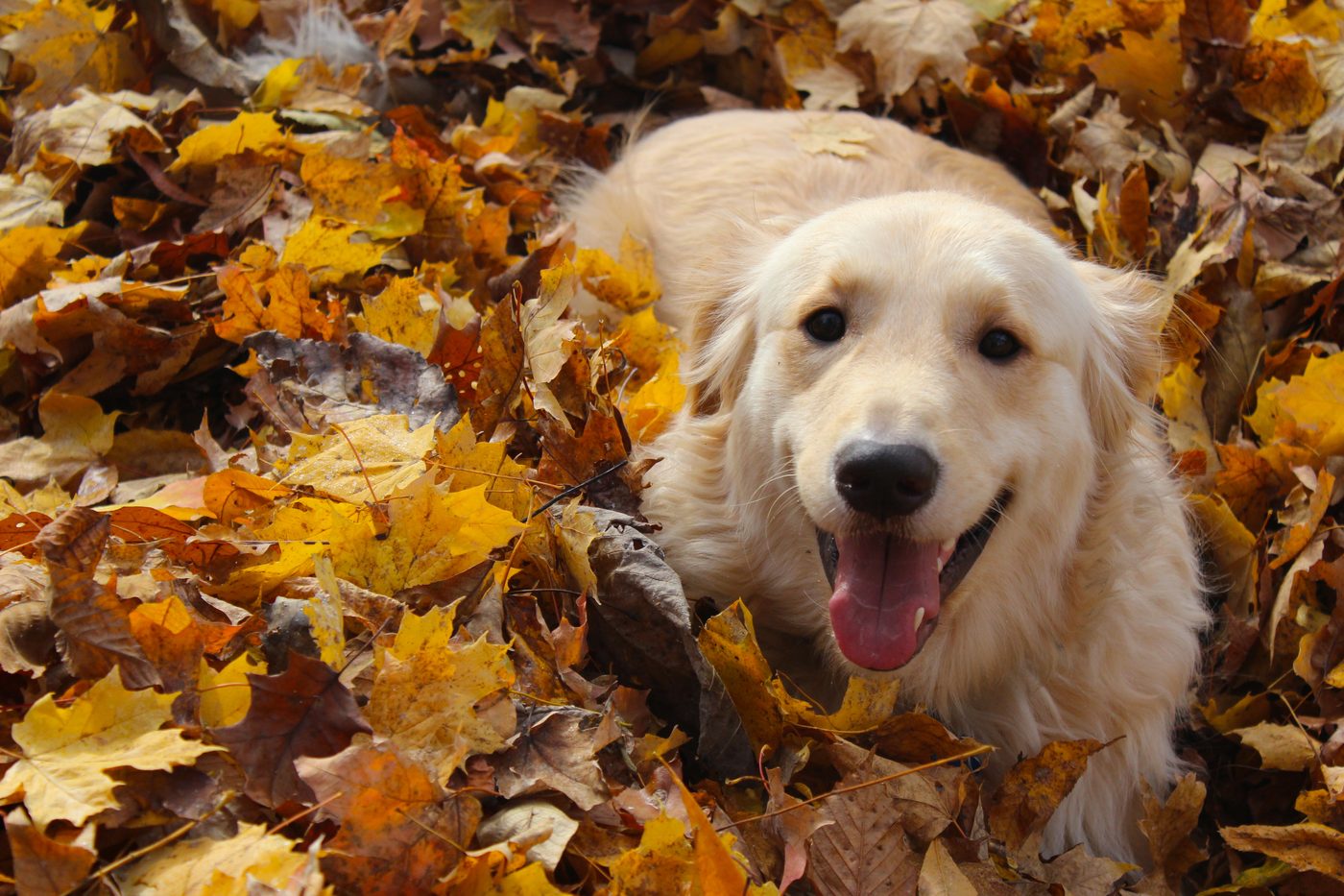 A dog lying in autumn leaves